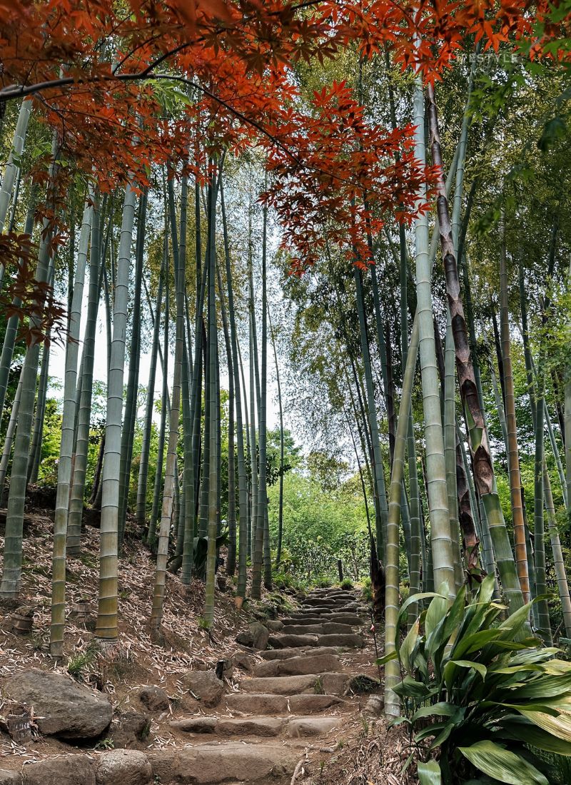5 Peaceful Bamboo Forests to Visit in Japan